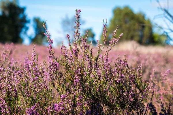 Lüneburger Heide