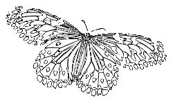 Schmetterling